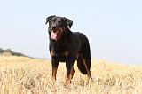 BEAUCERON 497